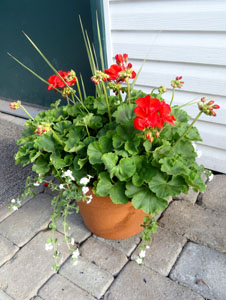 Red Geranium Planter